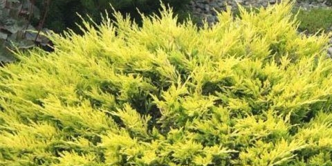 Juniper horizontalni kreč sjaj